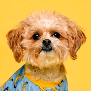 五林紅光頭像信息