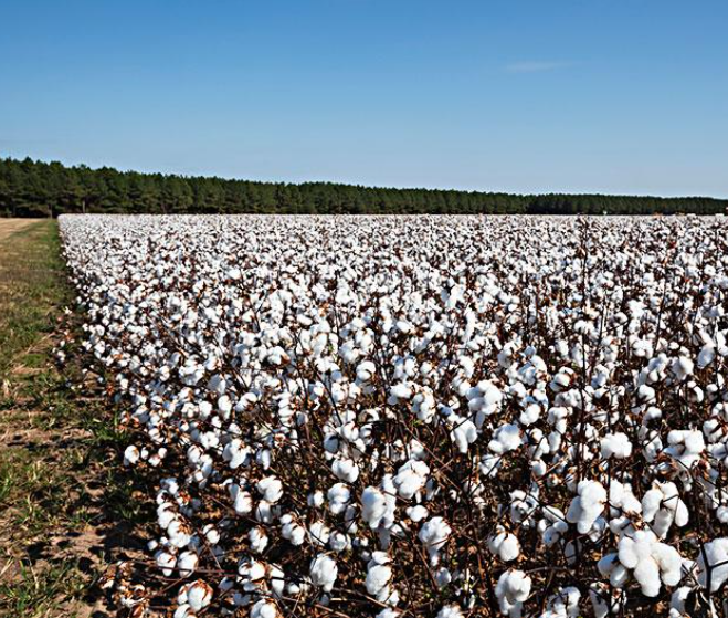 美棉種植受天氣影響多次補(bǔ)種 美國南部新棉播種時(shí)間將繼續(xù)推遲