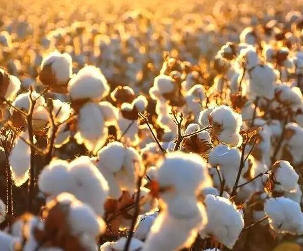 最好的棉質面料&mdash;&mdash;埃及長絨棉